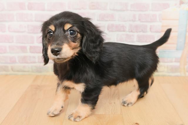 岩手県のミニチュアダックスフンド(ロング) (Coo&RIKU岩手盛岡店/2026年1月22日生まれ/女の子/ブラックタン)の子犬の2枚目の画像