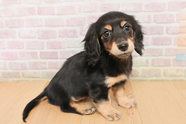 岩手県のミニチュアダックスフンド(ロング) (Coo&RIKU岩手盛岡店/2026年1月22日生まれ/女の子/ブラックタン)の子犬の3枚目の画像