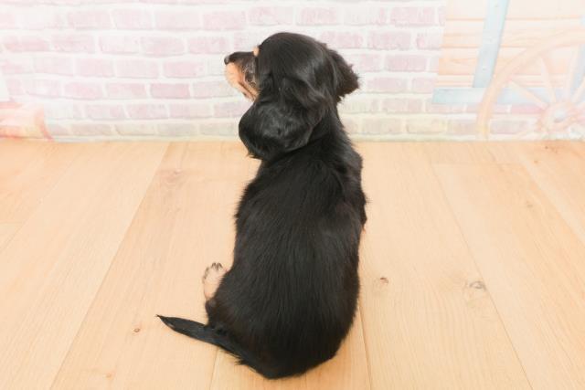 岩手県のミニチュアダックスフンド(ロング) (Coo&RIKU岩手盛岡店/2026年1月22日生まれ/女の子/ブラックタン)の子犬の4枚目の画像