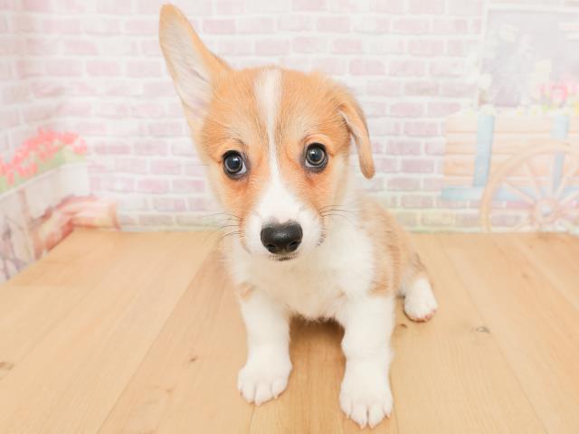 福島県のウェルシュコーギーペンブローク (Coo&RIKUいわき店/2026年1月22日生まれ/男の子/レッドホワイト)の子犬の1枚目の画像