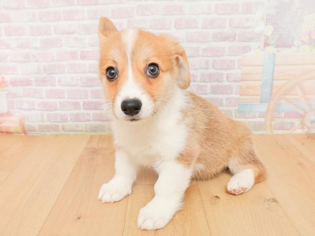 福島県のウェルシュコーギーペンブローク (Coo&RIKUいわき店/2026年1月22日生まれ/男の子/レッドホワイト)の子犬の2枚目の画像