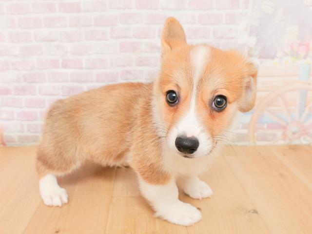 福島県のウェルシュコーギーペンブローク (Coo&RIKUいわき店/2026年1月22日生まれ/男の子/レッドホワイト)の子犬の3枚目の画像