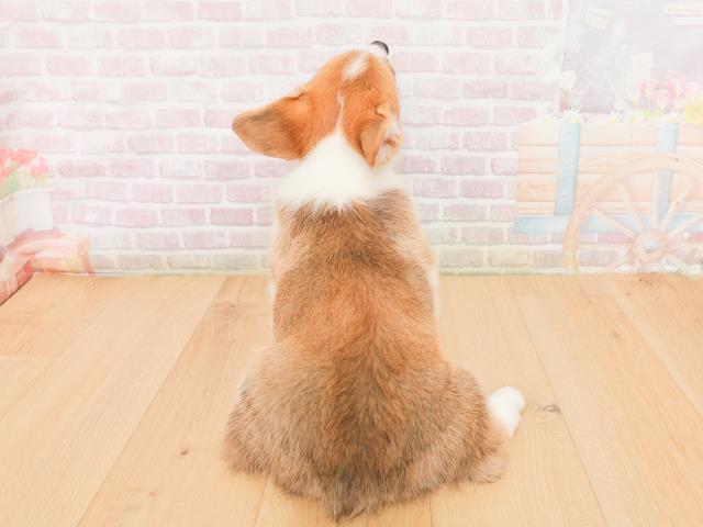 福島県のウェルシュコーギーペンブローク (Coo&RIKUいわき店/2026年1月22日生まれ/男の子/レッドホワイト)の子犬の4枚目の画像