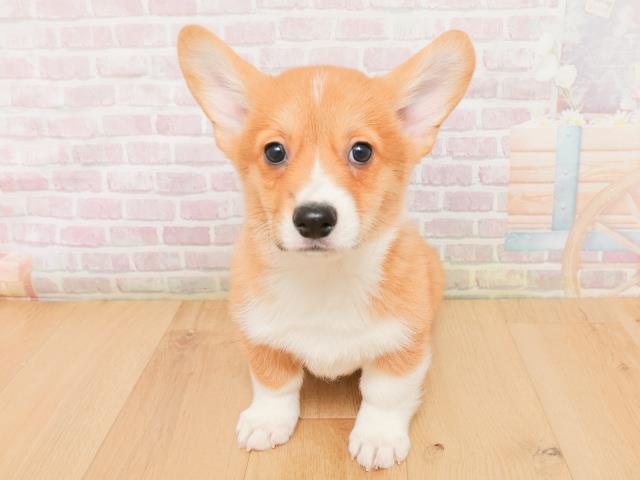 山形県のウェルシュコーギーペンブローク (Coo&RIKU山形店/2026年1月22日生まれ/男の子/レッドホワイト)の子犬の1枚目の画像