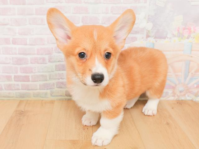 山形県のウェルシュコーギーペンブローク (Coo&RIKU山形店/2026年1月22日生まれ/男の子/レッドホワイト)の子犬の2枚目の画像