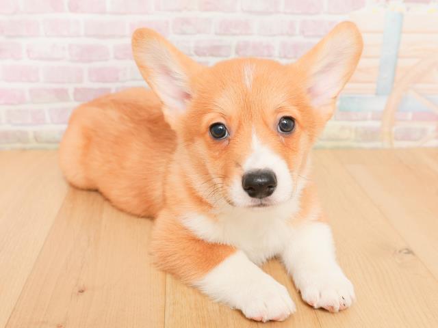 山形県のウェルシュコーギーペンブローク (Coo&RIKU山形店/2026年1月22日生まれ/男の子/レッドホワイト)の子犬の3枚目の画像