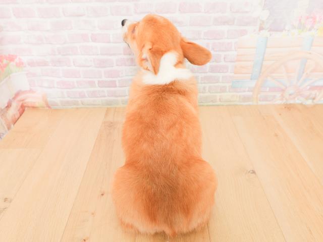 山形県のウェルシュコーギーペンブローク (Coo&RIKU山形店/2026年1月22日生まれ/男の子/レッドホワイト)の子犬の4枚目の画像