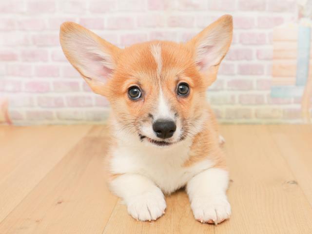 岩手県のウェルシュコーギーペンブローク (Coo&RIKU一関店/2026年1月22日生まれ/男の子/レッドホワイト)の子犬の1枚目の画像