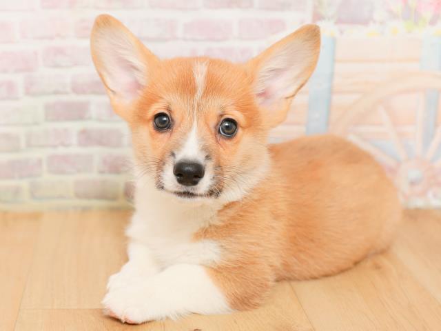 岩手県のウェルシュコーギーペンブローク (Coo&RIKU一関店/2026年1月22日生まれ/男の子/レッドホワイト)の子犬の2枚目の画像