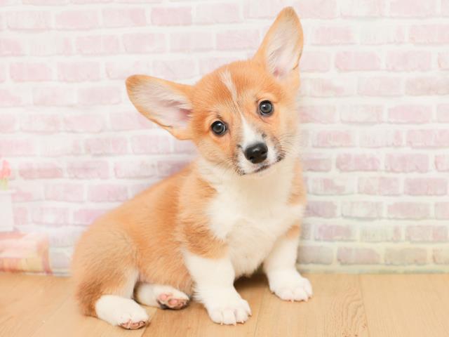 岩手県のウェルシュコーギーペンブローク (Coo&RIKU一関店/2026年1月22日生まれ/男の子/レッドホワイト)の子犬の3枚目の画像