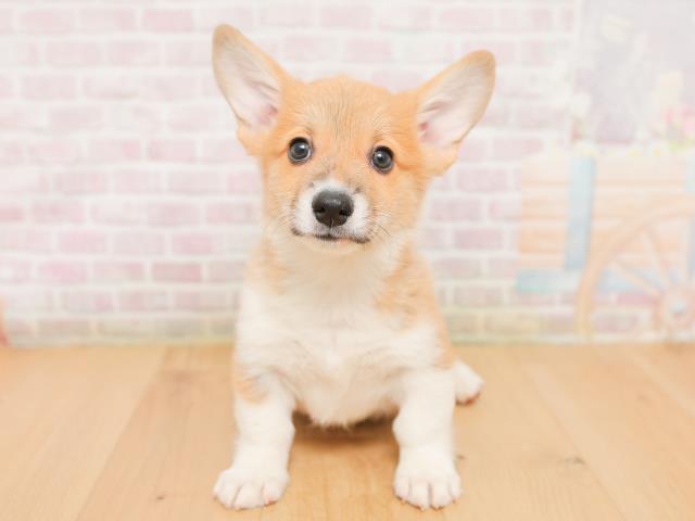 青森県のウェルシュコーギーペンブローク (Coo&RIKU八戸店/2026年1月22日生まれ/男の子/レッドホワイト)の子犬の1枚目の画像