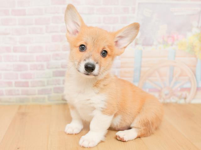 青森県のウェルシュコーギーペンブローク (Coo&RIKU八戸店/2026年1月22日生まれ/男の子/レッドホワイト)の子犬の2枚目の画像