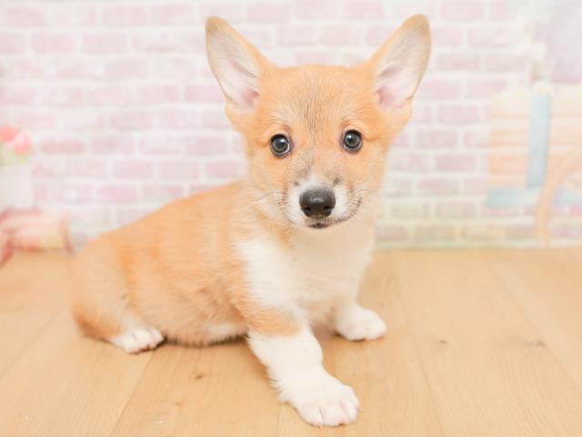 青森県のウェルシュコーギーペンブローク (Coo&RIKU八戸店/2026年1月22日生まれ/男の子/レッドホワイト)の子犬の3枚目の画像