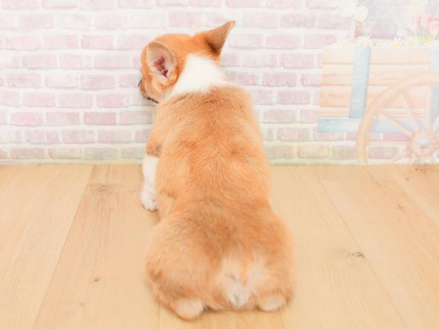 青森県のウェルシュコーギーペンブローク (Coo&RIKU八戸店/2026年1月22日生まれ/男の子/レッドホワイト)の子犬の4枚目の画像