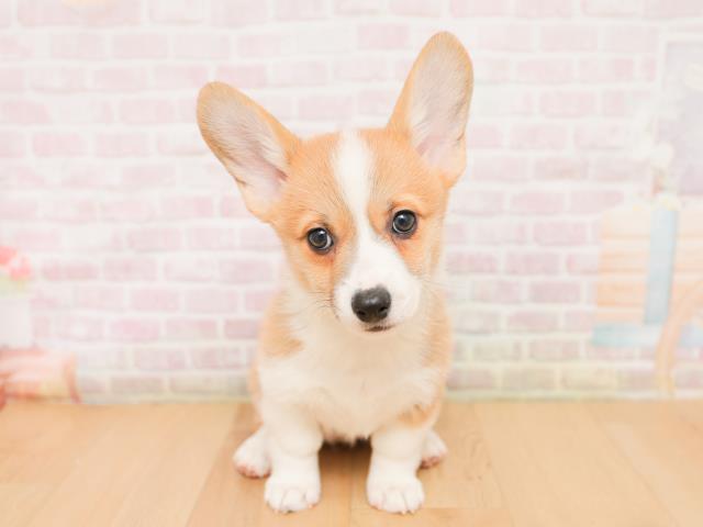 青森県のウェルシュコーギーペンブローク (Coo&RIKU弘前店/2026年1月22日生まれ/女の子/レッドホワイト)の子犬の1枚目の画像