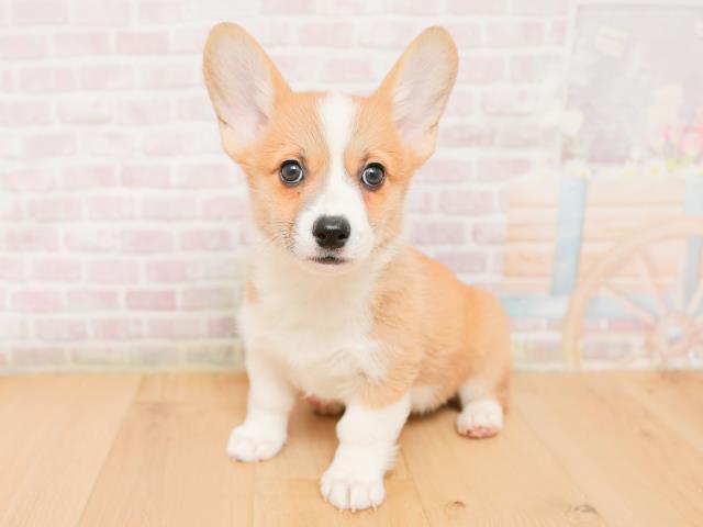 青森県のウェルシュコーギーペンブローク (Coo&RIKU弘前店/2026年1月22日生まれ/女の子/レッドホワイト)の子犬の2枚目の画像