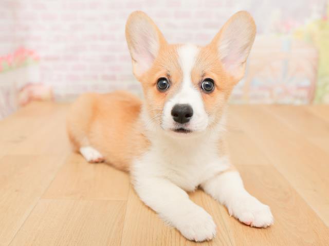 青森県のウェルシュコーギーペンブローク (Coo&RIKU弘前店/2026年1月22日生まれ/女の子/レッドホワイト)の子犬の3枚目の画像