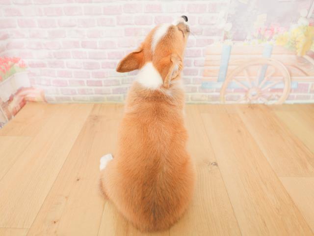 青森県のウェルシュコーギーペンブローク (Coo&RIKU弘前店/2026年1月22日生まれ/女の子/レッドホワイト)の子犬の4枚目の画像