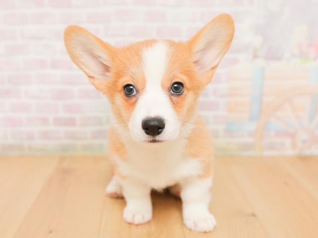 福島県のウェルシュコーギーペンブローク (Coo&RIKU郡山店/2026年1月22日生まれ/女の子/レッドホワイト)の子犬の1枚目の画像