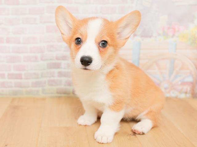 福島県のウェルシュコーギーペンブローク (Coo&RIKU郡山店/2026年1月22日生まれ/女の子/レッドホワイト)の子犬の2枚目の画像