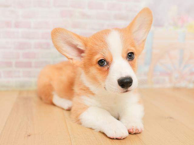 福島県のウェルシュコーギーペンブローク (Coo&RIKU郡山店/2026年1月22日生まれ/女の子/レッドホワイト)の子犬の3枚目の画像