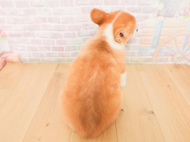 福島県のウェルシュコーギーペンブローク (Coo&RIKU郡山店/2026年1月22日生まれ/女の子/レッドホワイト)の子犬の4枚目の画像