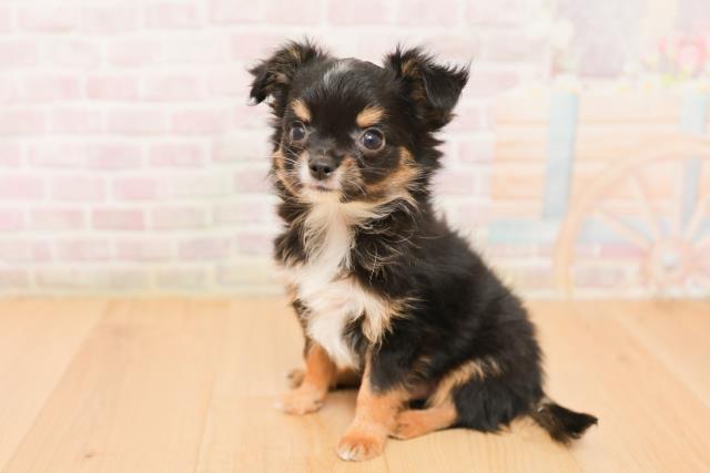 福島県のチワワ(ロング) (Coo&RIKU郡山店/2026年1月23日生まれ/男の子/ブラックタン)の子犬の2枚目の画像