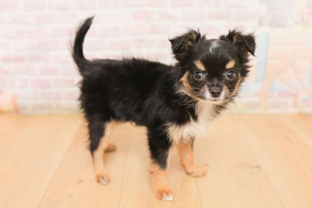 福島県のチワワ(ロング) (Coo&RIKU郡山店/2026年1月23日生まれ/男の子/ブラックタン)の子犬の3枚目の画像