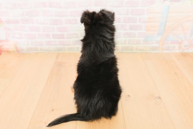 福島県のチワワ(ロング) (Coo&RIKU郡山店/2026年1月23日生まれ/男の子/ブラックタン)の子犬の4枚目の画像