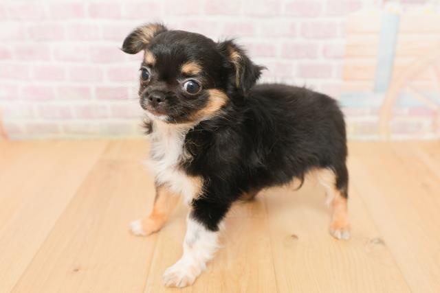 岩手県のチワワ(ロング) (Coo&RIKU一関店/2026年1月23日生まれ/男の子/ブラックタンクリーム)の子犬の2枚目の画像