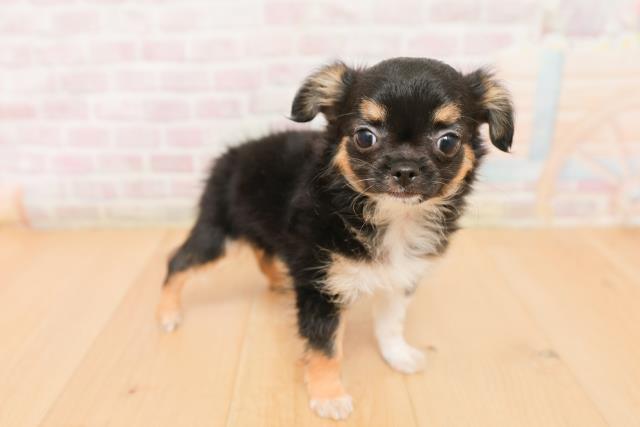 岩手県のチワワ(ロング) (Coo&RIKU一関店/2026年1月23日生まれ/男の子/ブラックタンクリーム)の子犬の3枚目の画像