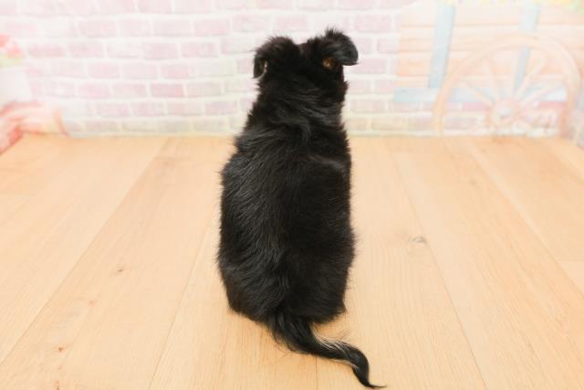 岩手県のチワワ(ロング) (Coo&RIKU一関店/2026年1月23日生まれ/男の子/ブラックタンクリーム)の子犬の4枚目の画像