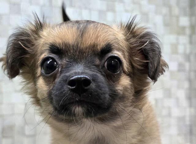 チワワ(ロングコート)