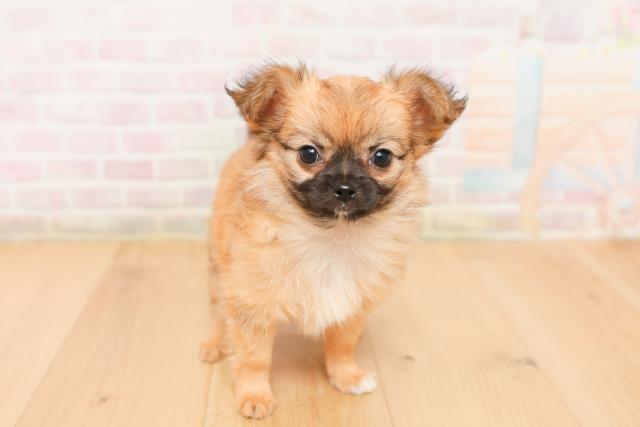 宮城県のチワワ(ロング) (Coo&RIKU仙台太白店/2026年1月23日生まれ/女の子/レッドホワイト)の子犬