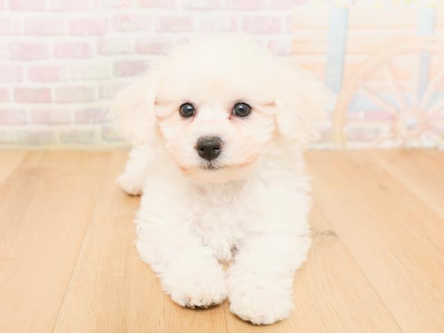 宮城県のビションフリーゼ (Coo&RIKU石巻店/2026年1月24日生まれ/男の子/ホワイト)の子犬