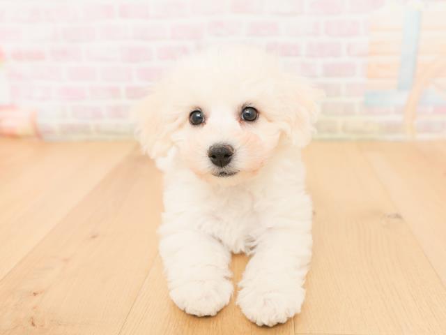 宮城県のビションフリーゼ (Coo&RIKUイオンタウン古川店/2026年1月24日生まれ/女の子/ホワイト)の子犬