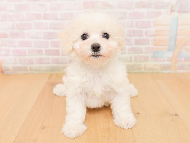 青森県のビションフリーゼ (Coo&RIKU八戸店/2026年1月24日生まれ/女の子/ホワイト)の子犬の1枚目の画像