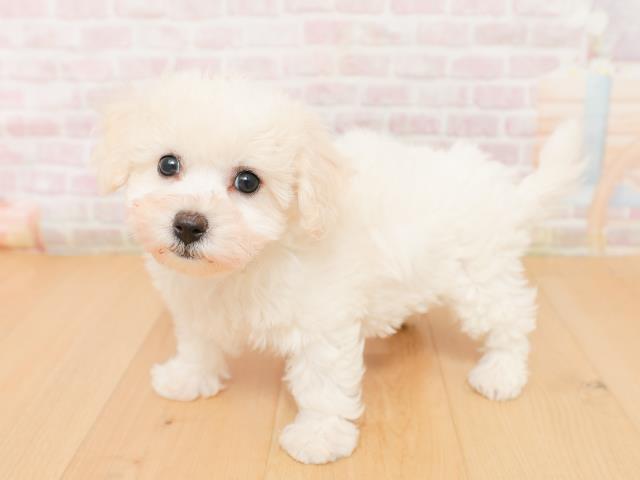 青森県のビションフリーゼ (Coo&RIKU八戸店/2026年1月24日生まれ/女の子/ホワイト)の子犬の2枚目の画像