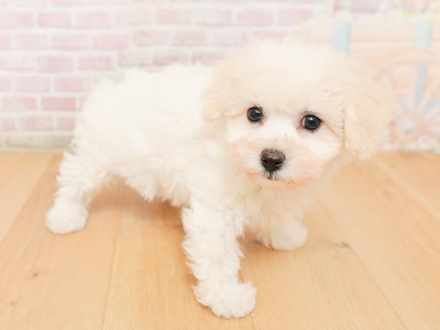 青森県のビションフリーゼ (Coo&RIKU八戸店/2026年1月24日生まれ/女の子/ホワイト)の子犬の3枚目の画像