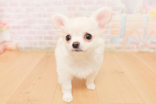 チワワ(ロングコート)