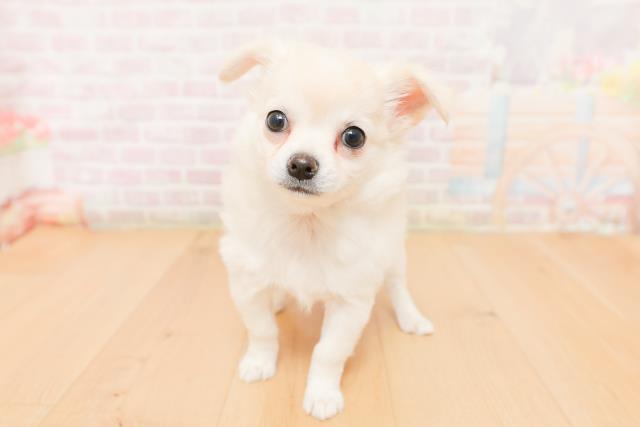 チワワ(ロングコート)