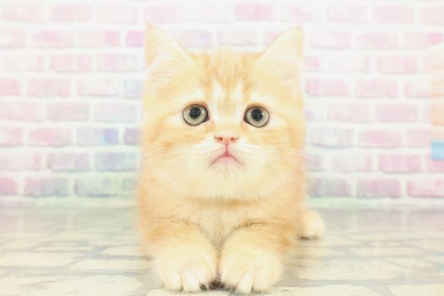 広島県のミヌエット (Coo&RIKU福山店/2026年1月9日生まれ/男の子/レッドクラシックタビー)の子猫