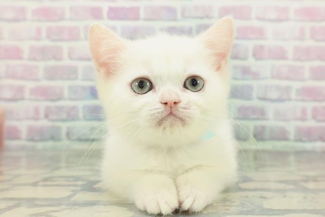 岡山県のミヌエット (Coo&RIKU岡山店/2026年1月9日生まれ/男の子/ホワイト)の子猫