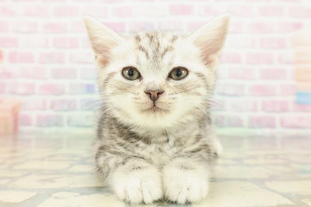 新潟県のアメリカンショートヘアー (Coo&RIKU新潟西店/2026年1月23日生まれ/男の子/シルバークラシックタビー)の子猫の1枚目の画像