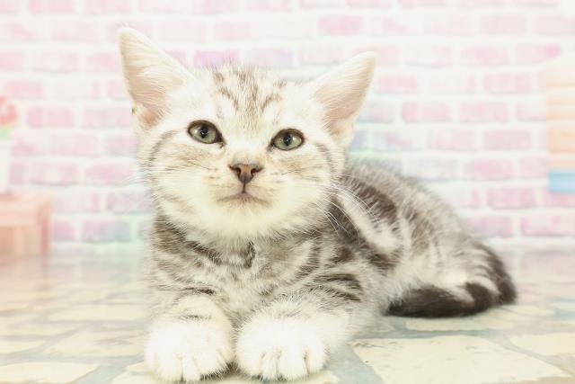 新潟県のアメリカンショートヘアー (Coo&RIKU新潟西店/2026年1月23日生まれ/男の子/シルバークラシックタビー)の子猫の2枚目の画像