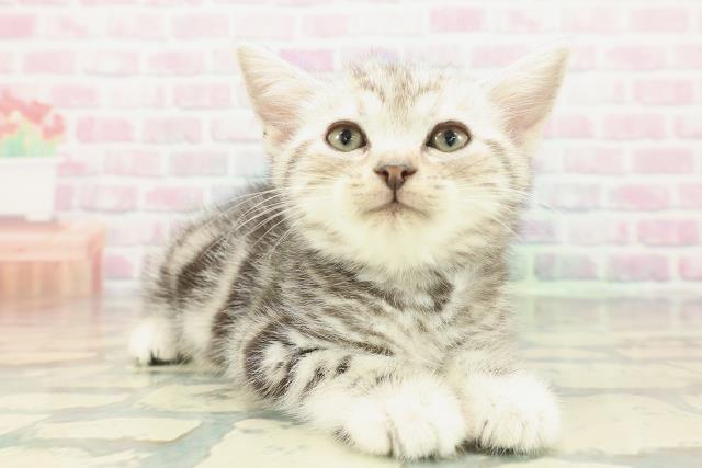 新潟県のアメリカンショートヘアー (Coo&RIKU新潟西店/2026年1月23日生まれ/男の子/シルバークラシックタビー)の子猫の3枚目の画像