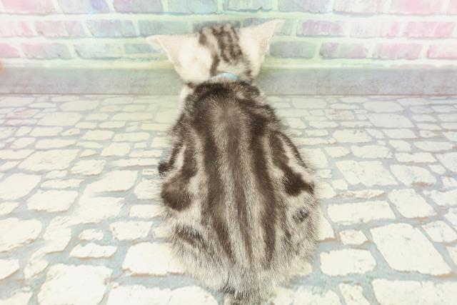 新潟県のアメリカンショートヘアー (Coo&RIKU新潟西店/2026年1月23日生まれ/男の子/シルバークラシックタビー)の子猫の4枚目の画像