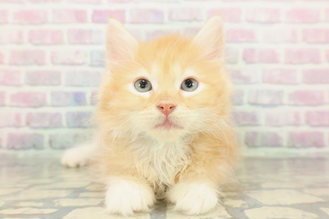 北海道のサイベリアン (Coo&RIKU札幌東店/2026年1月13日生まれ/男の子/レッドタビーホワイト)の子猫の1枚目の画像