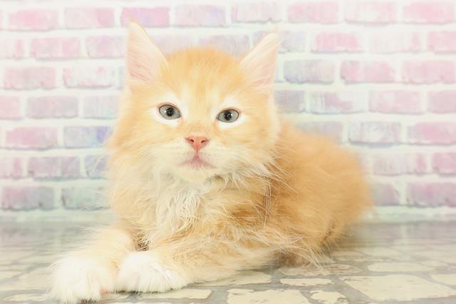 北海道のサイベリアン (Coo&RIKU札幌東店/2026年1月13日生まれ/男の子/レッドタビーホワイト)の子猫の2枚目の画像