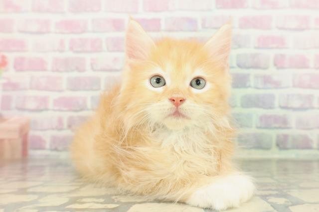 北海道のサイベリアン (Coo&RIKU札幌東店/2026年1月13日生まれ/男の子/レッドタビーホワイト)の子猫の3枚目の画像